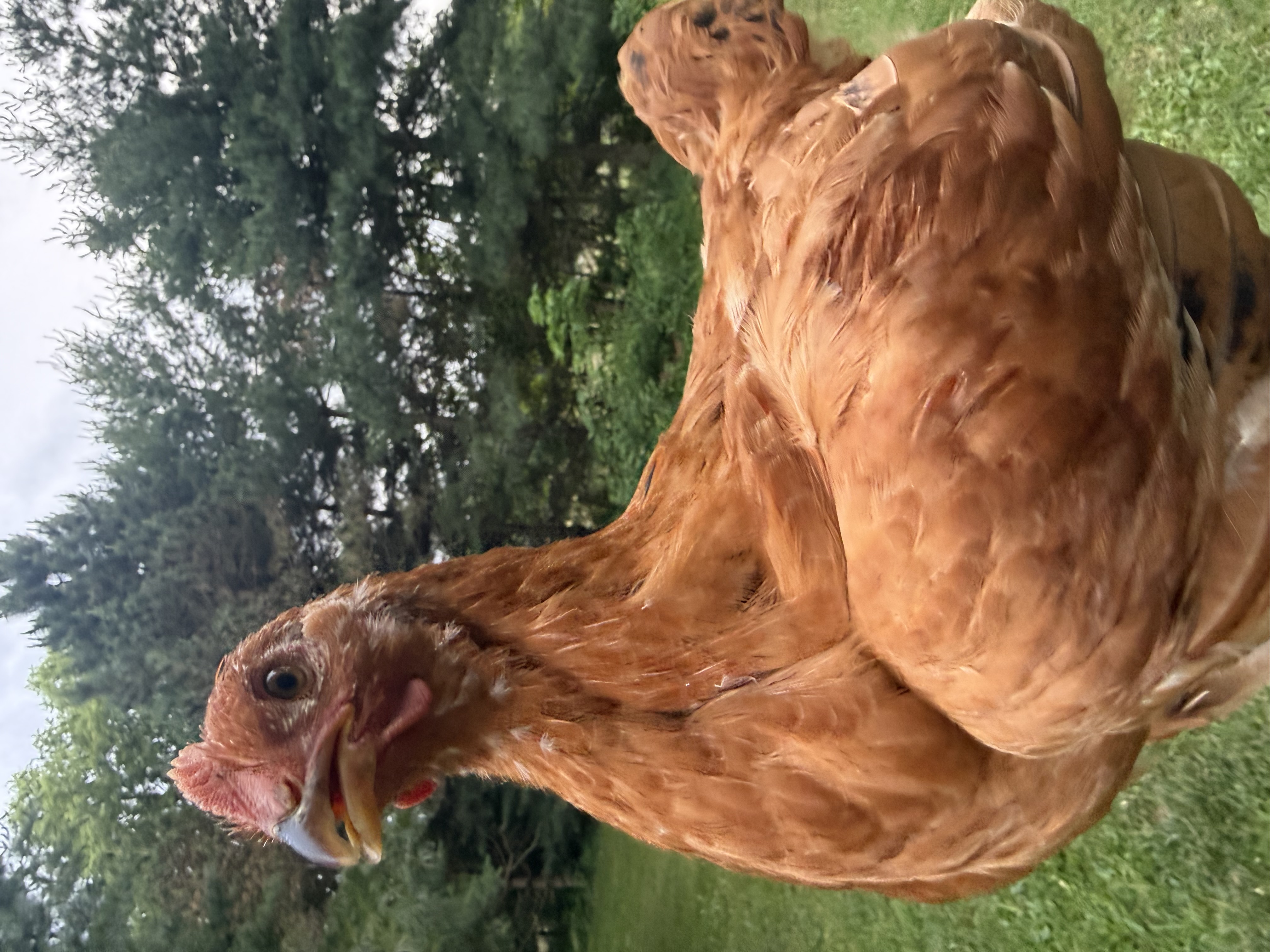 One of the flock — white hen being held