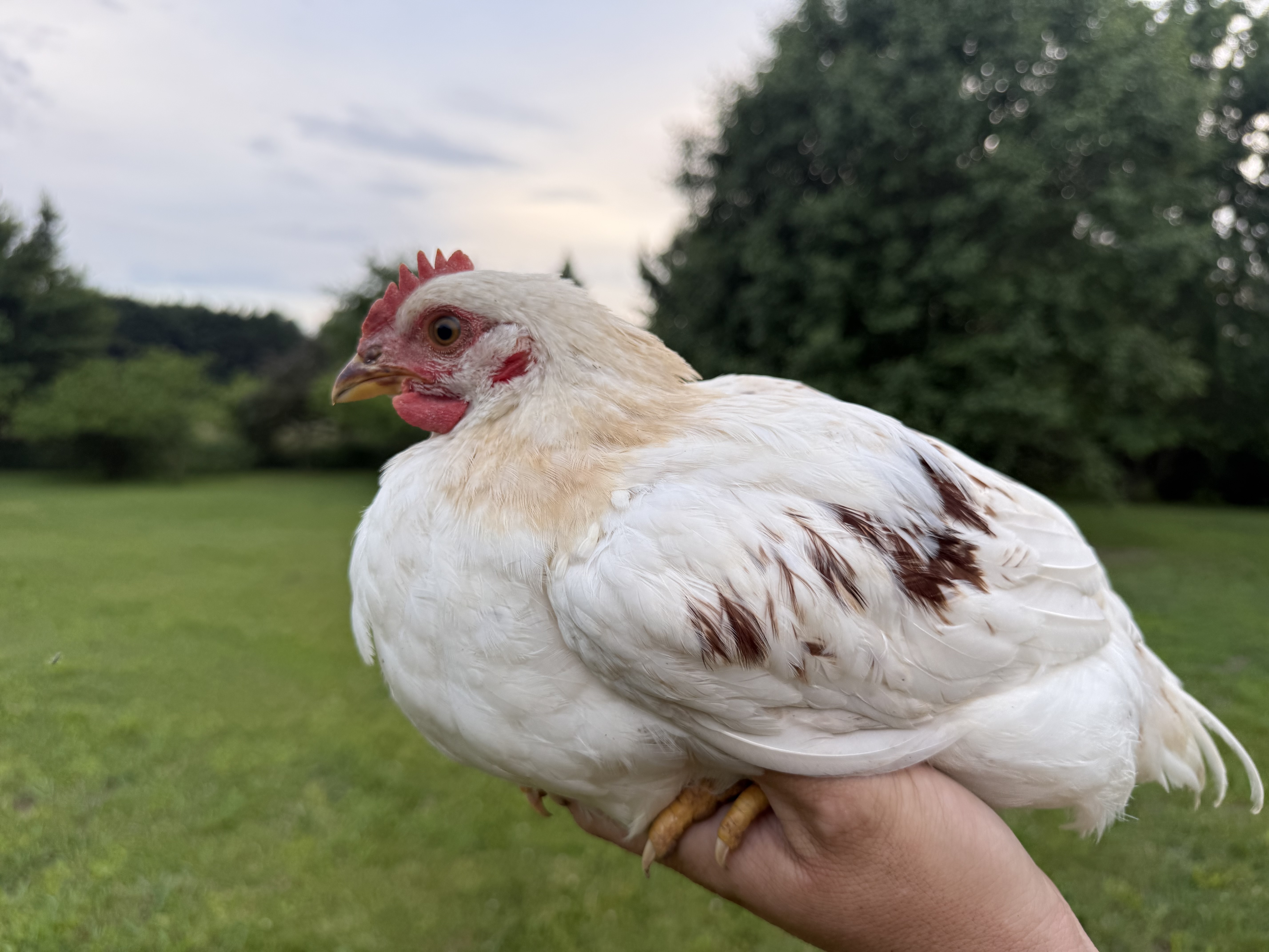 One of the flock — golden hen free-ranging